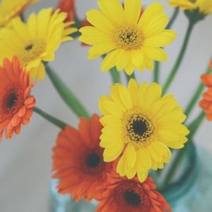 Meet your Posher, Ann